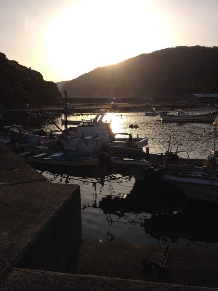 アオリはどこに