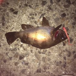 アジング始動‼︎釣れたのはメバルのみ