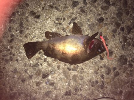 アジング始動‼︎釣れたのはメバルのみ