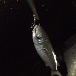 ナイトシーバス♪