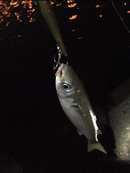 ナイトシーバス♪