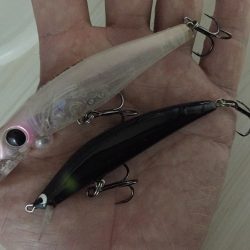 台風後シーバス