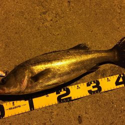 連日ナイトシーバス