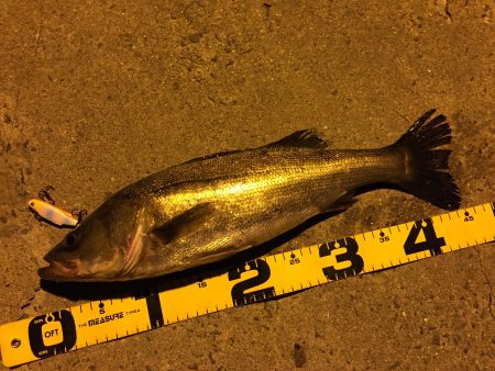 連日ナイトシーバス