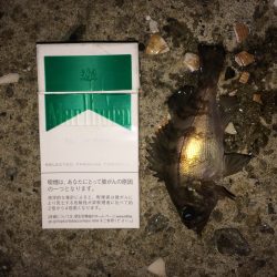 林崎漁港メバル情報