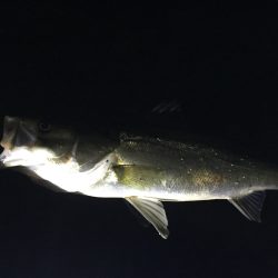 バチパターン短時間勝負