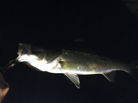 バチパターン短時間勝負