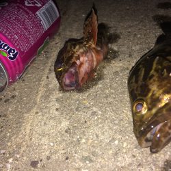 大人なたけのこ