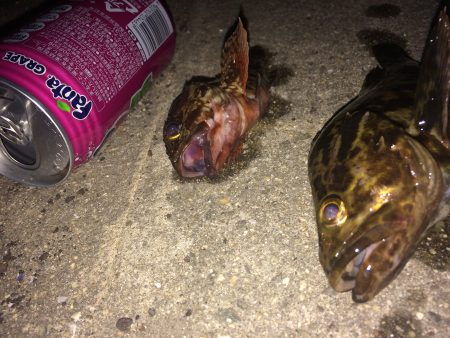 大人なたけのこ