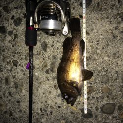 良型メバル   20㎝