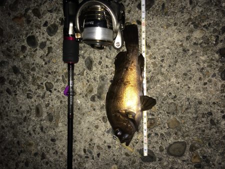 良型メバル   20㎝