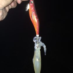 エギング〜春イカ釣行〜