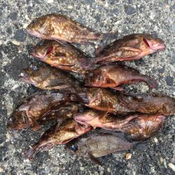 デイガシリング