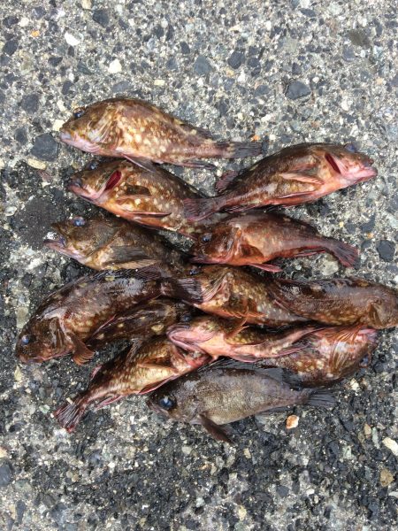 デイガシリング