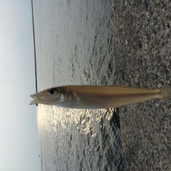 キスが釣れました