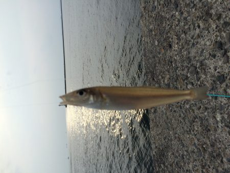 キスが釣れました