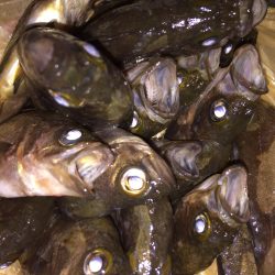 メバル絶好釣です^ ^