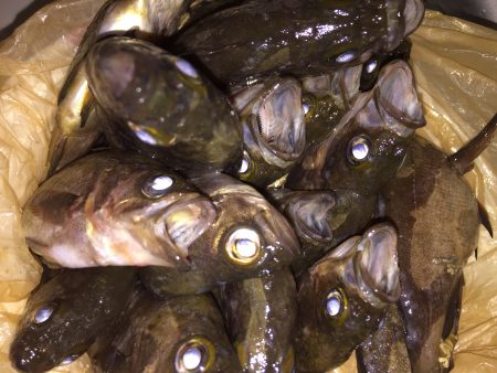 メバル絶好釣です^ ^