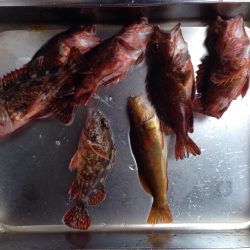 今日もアジュール舞子