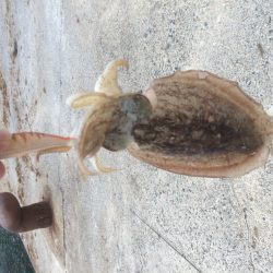 春アオリイカが釣れました