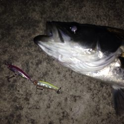 バチシー求めてウロウロと