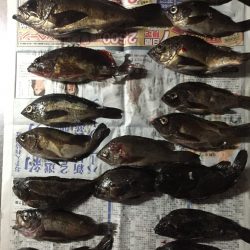 泉南ランガン！ メバルがいい感じ。