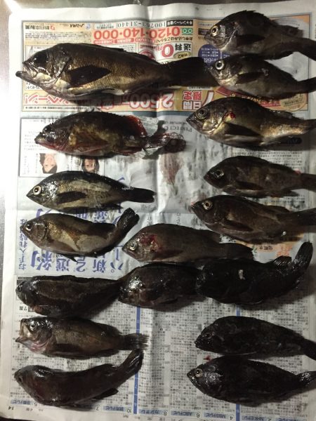 泉南ランガン！ メバルがいい感じ。