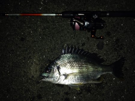 シーバスには振られましたがσ^_^;