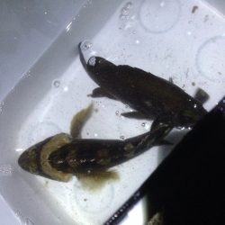 爆風メバリング！