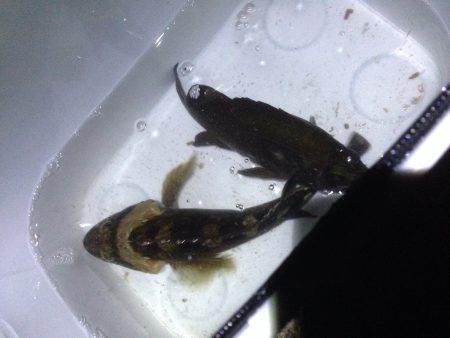 爆風メバリング！