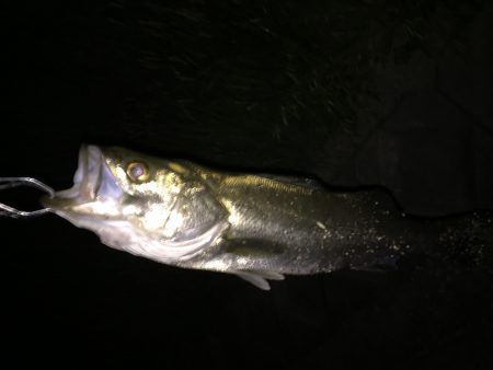 ショートタイムフィッシング!