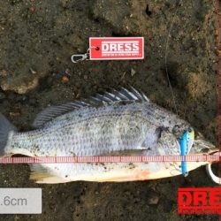 ドレパンEVOシーバス　その2