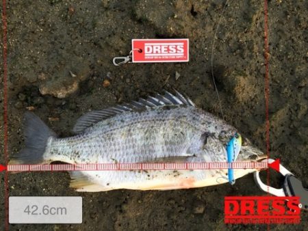 ドレパンEVOシーバス　その2