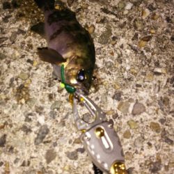 トーナメント後に尺ノコメバル！