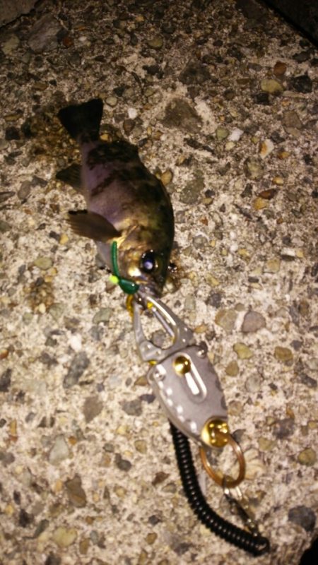 トーナメント後に尺ノコメバル！