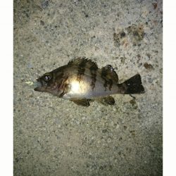 リリースサイズのみ