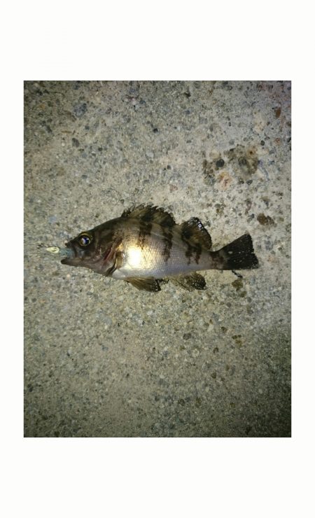 リリースサイズのみ