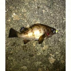 濁りにはチャート。