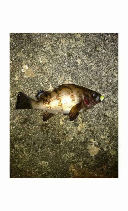 濁りにはチャート。