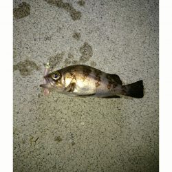 一瞬の時合い❗