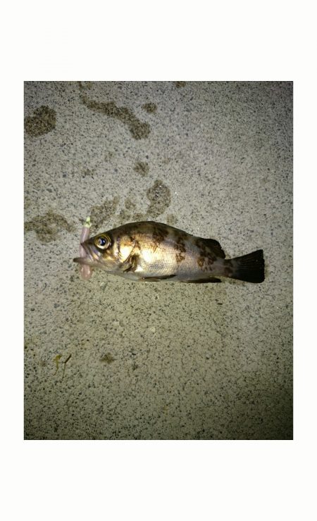 一瞬の時合い❗