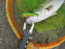 ドレパンEVOシーバス その1