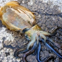 ん～、イカは居ますが・・・