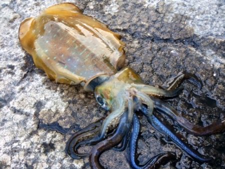 ん～、イカは居ますが・・・