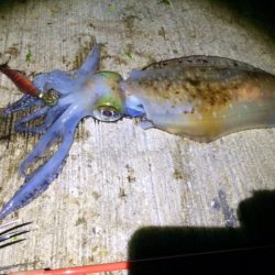 そこそこサイズが出ました♪♪