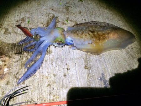 そこそこサイズが出ました♪♪