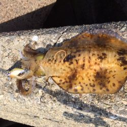 またまた泉南エギング！