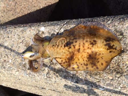 またまた泉南エギング！