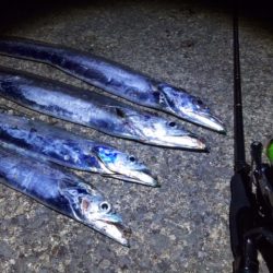 爆風タチウオ釣行！