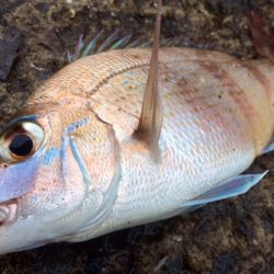 久々のカゴ釣り